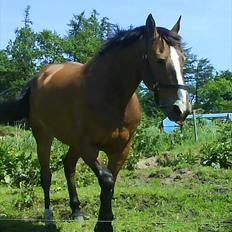 Oldenborg Møllestedets Laika *RIP*