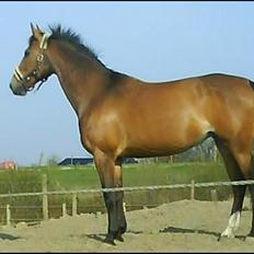 Oldenborg Møllestedets Laika *RIP*