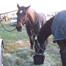 Dansk Varmblod Lorento