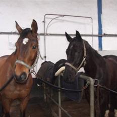 Dansk Varmblod Lorento