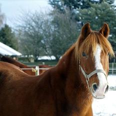 New Forest Flintdales Apollon :-)