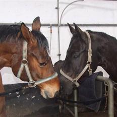 Dansk Varmblod Lorento