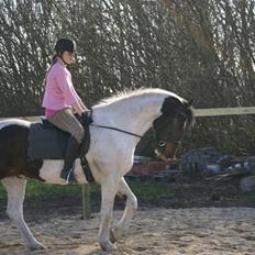 Anden særlig race  Thais'son *solgt*