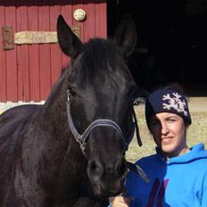 Dansk Varmblod Poseidon V