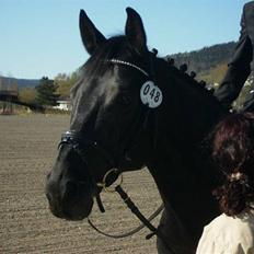 Dansk Varmblod Poseidon V