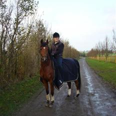 Sportsaraber (A) Ryttergaardens Titan