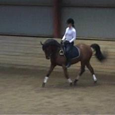 Sportsaraber (A) Ryttergaardens Titan