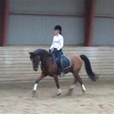 Sportsaraber (A) Ryttergaardens Titan