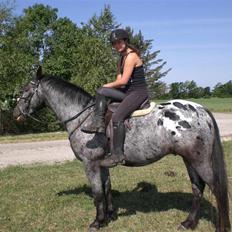 Appaloosa Armani Black Code