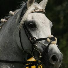 DSP STAR {b-pony}