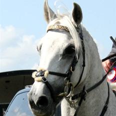 DSP STAR {b-pony}