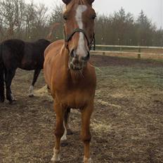 Anden særlig race Senior Lokos
