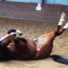 Welsh Partbred (Sec F) Daisy JV