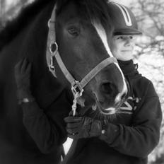 Welsh Partbred (Sec F) Daisy JV