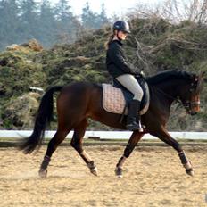 Welsh Partbred (Sec F) Daisy JV