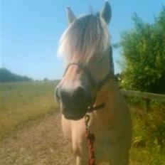 Fjordhest Columbine Bøgely