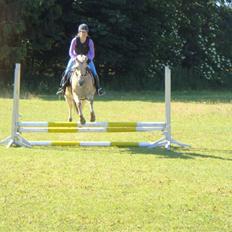 Fjordhest Columbine Bøgely