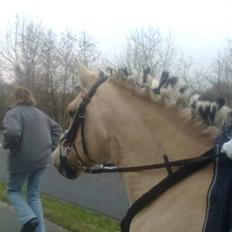 Fjordhest Columbine Bøgely