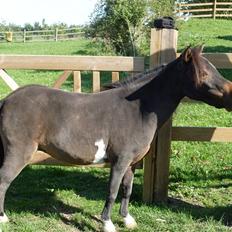 Miniature Diamond mm.