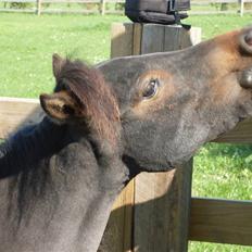 Miniature Diamond mm.