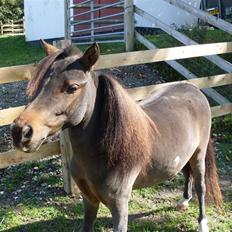 Miniature Diamond mm.