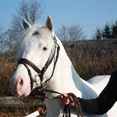 Knabstrupper Norring's Bentley