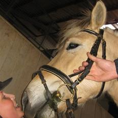 Fjordhest Kiwi / Diva Hovborg