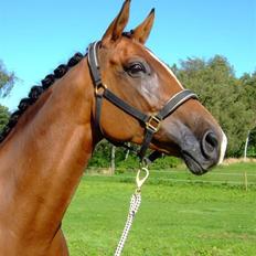 Dansk Varmblod Diplomat´s Charmaine (solgt)