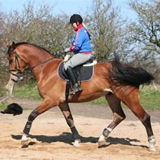 Holstener C-Hightower Højgård