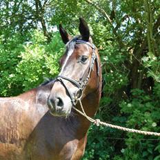 Holstener Clarissa R.I.P elsker dig