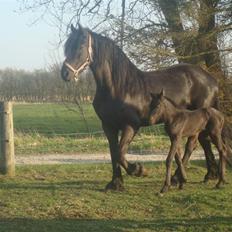 Frieser Dakota  *solgt*  :'o(