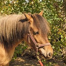 Anden særlig race fanny
