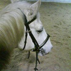 Anden særlig race Pacha Rex Arabi