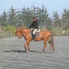 Anden særlig race Lorenzo (tidl. part)