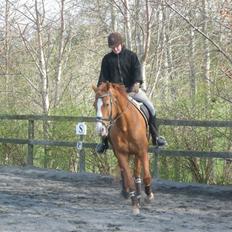 Anden særlig race Lorenzo (tidl. part)