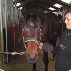 Hollandsk Varmblod Bugatti VDL 