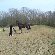 Hollandsk Varmblod Bugatti VDL 