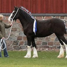 Shire Dazzling Lady Lara