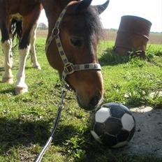 Anden særlig race Til minde om Erasmus Montanus 