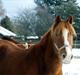 New Forest Flintdales Apollon :-)