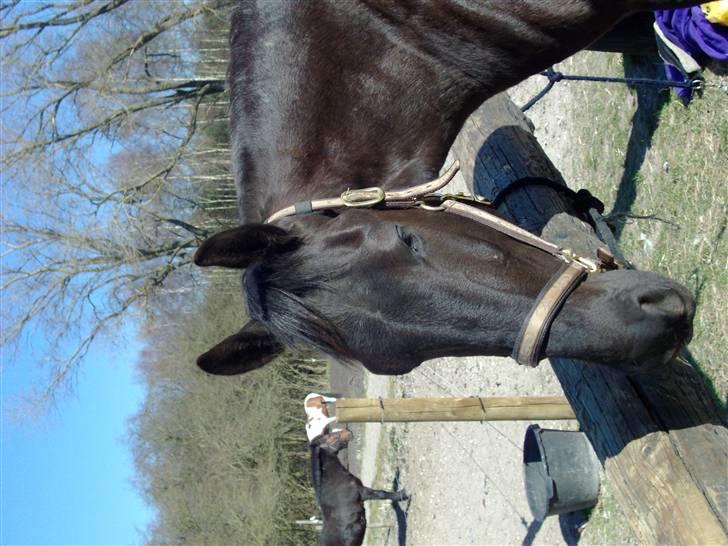 Anden særlig race Micado - Vi misser mod solen billede 10