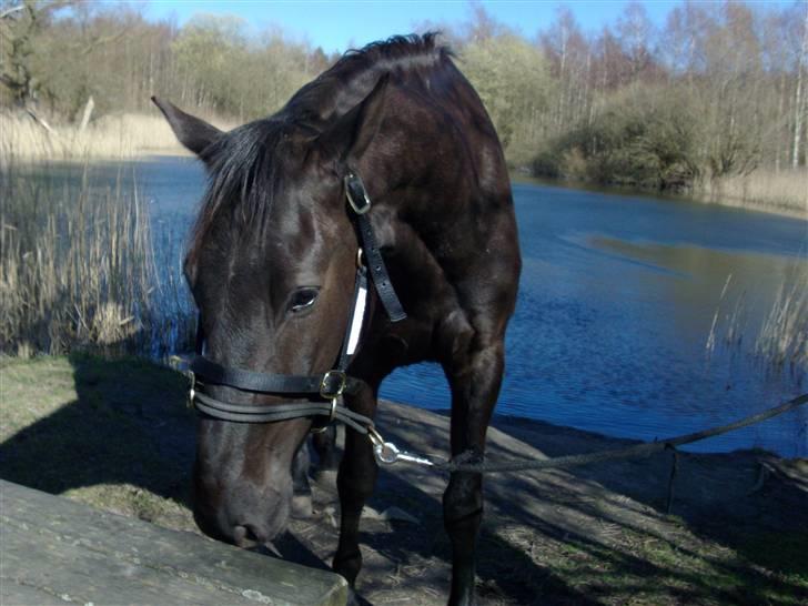 Anden særlig race Micado - Micado foran den bundløse sø billede 11