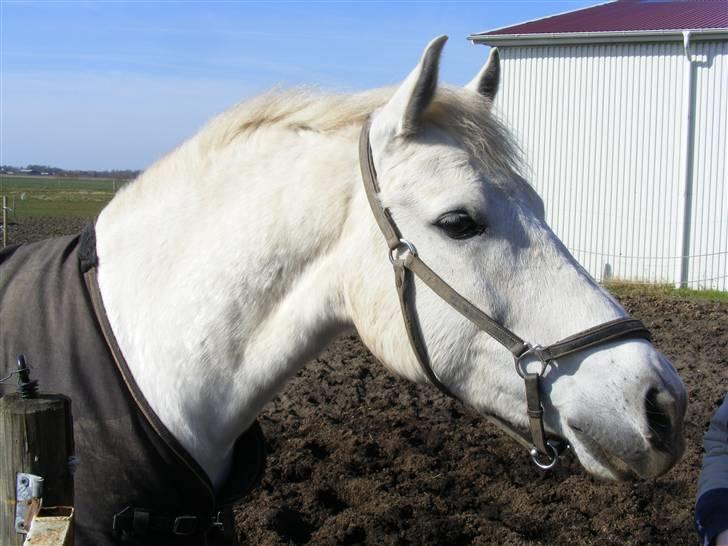 Connemara Miki - * Har du noget jeg kan spise ? * billede 7