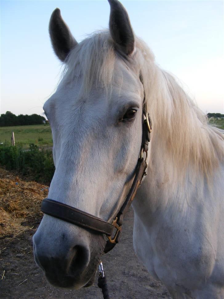 Connemara Miki billede 8