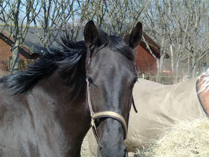 Anden særlig race Micado - Micado ombord i en rundballe hø på folden billede 12