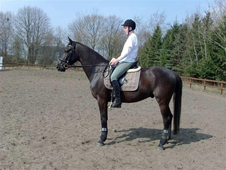 Anden særlig race Micado - Første dag på ridebane 14.04.09 billede 13