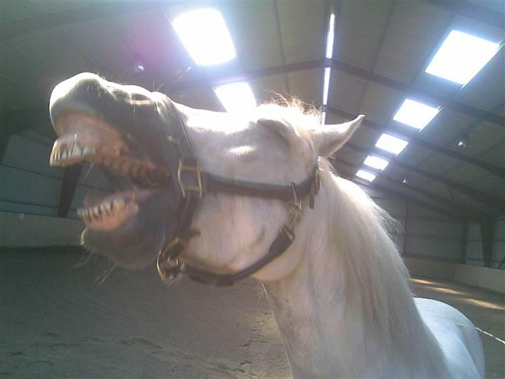 Connemara Miki - * Gaaaaaab * billede 11