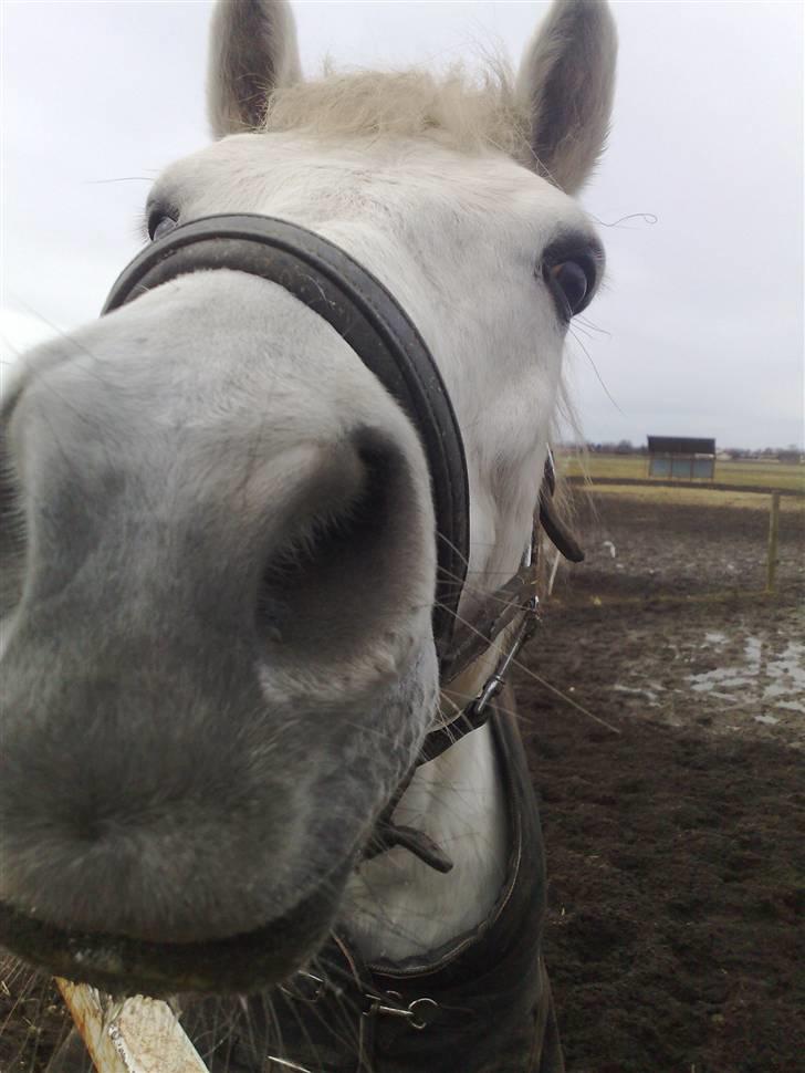 Connemara Miki - snus snus.. billede 12