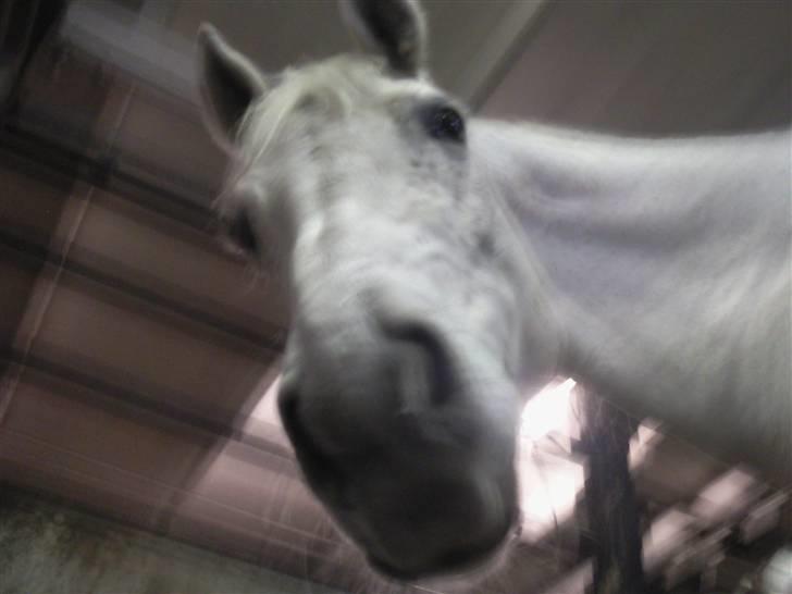 Shagya Araber (SH) Kivalo Esterhazy - Cheval billede 17