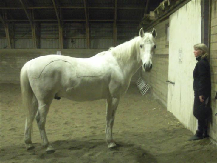 Shagya Araber (SH) Kivalo Esterhazy - Cheval - Rideskolen  billede 18